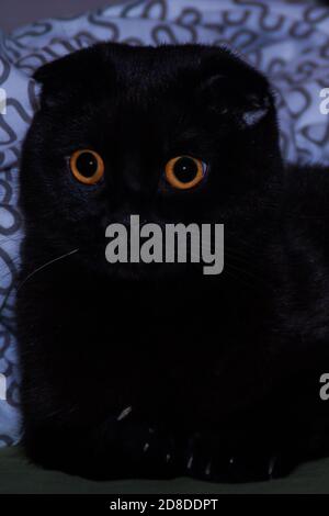 il gattino nero lucido scozzese si presenta sorpreso con i suoi grandi occhi gialli rotondi. Il gatto nero è pensieroso e sorpreso. Il gatto è perplesso Foto Stock