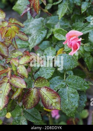 rosa fiore singolo contro rosa nuovo e vecchio petali ricoperti di gocce di pioggia Foto Stock