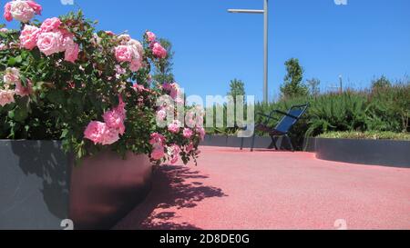 Un bel fiore bianco-rosa nel parco cittadino Foto Stock