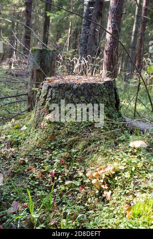 Vecchio moncone con muschio. Stump nella foresta Foto Stock