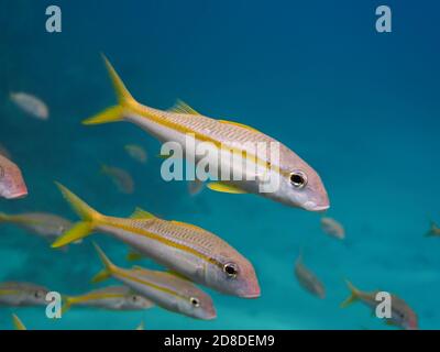 Pesce caprino (Mulloidichthys vanicolensis) scuola di nuoto nel mare tropicale, fuoco selettivo, profondità di campo poco profonda Foto Stock