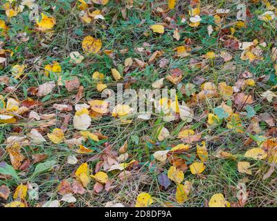 Foglie gialle sull'erba geena, sfondo autunno, fuoco selettivo Foto Stock