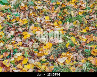 Foglie gialle morte sull'erba verde, sfondo autunnale, fuoco selettivo, profondità di campo poco profonda Foto Stock