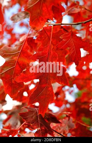 foglie rosse d'autunno su un albero da giardino inglese, norfolk, inghilterra Foto Stock