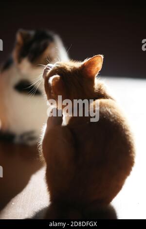 Zenzero gattino zampino graffi dietro l'orecchio. Cat ritratto sul pavimento. Vista posteriore con luce solare e ombre. Foto Stock