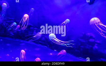 Bella medusa, medusa nella luce al neon con i pesci. Acquario con blue meduse e lotti di pesci. La realizzazione di un acquario con stalle e ocea Foto Stock