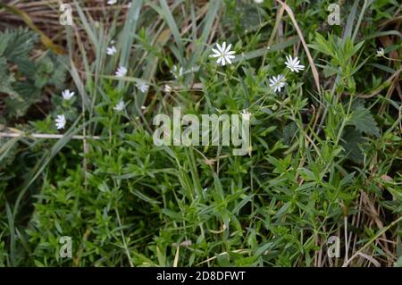Stellaria ologea, sul sentiero adiacente alla campagna, Lambiletham, St Andrews, 25 ottobre 20 Foto Stock