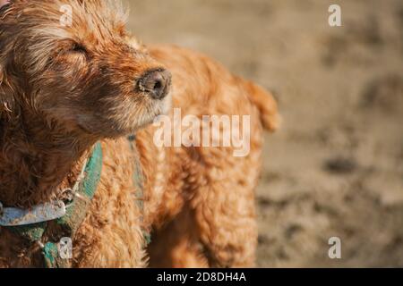 All'aperto Ritratto di Cocker Spaniel con spazio di copia. paesaggio di spiaggia al tramonto. Cane beige con bagnato pelliccia sporca squints al sole e gode il tramonto Foto Stock