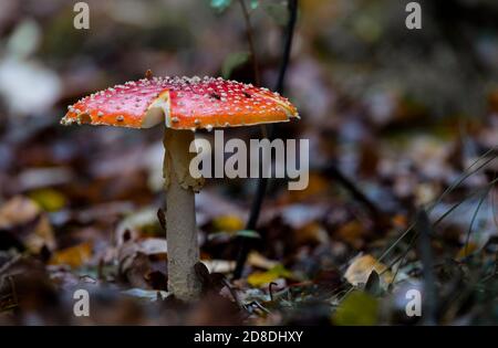 Amanita muscaria mushroom con macro in punti rossi e bianchi autunno foresta Foto Stock