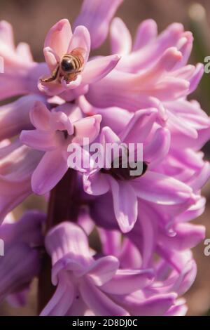 inflorescenza di giacinto rosa con api da vicino su un bokeh arancione. Le api raccolgono il polline di nettare dai primi fiori di primavera. Foto di primavera dai colori vivaci con spazio per la copia, formato verticale per la trama Foto Stock