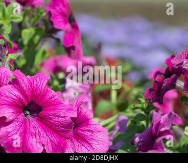 Bella petunia colorata nel parco Foto Stock