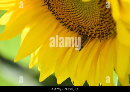 Un'ape raccoglie il polline Foto Stock