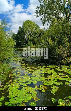 Regno Unito, South Yorkshire, Barnsley, Goldthorpe, Bolton Brick Ponds Foto Stock