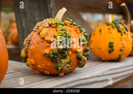 Primo piano di una zucca con verruche Foto Stock