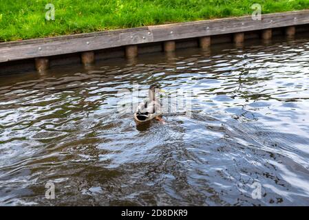 Le anatre di Mallard galleggiano nel canale tra edifici, prati visibili e fiori. Foto Stock