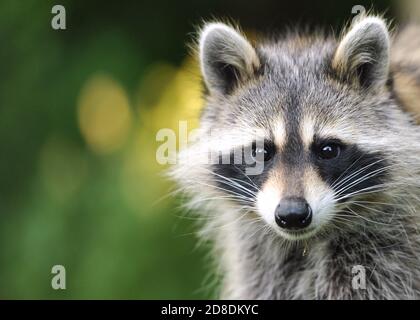 Un ritratto di un raccoon con sfondo bokeh Foto Stock