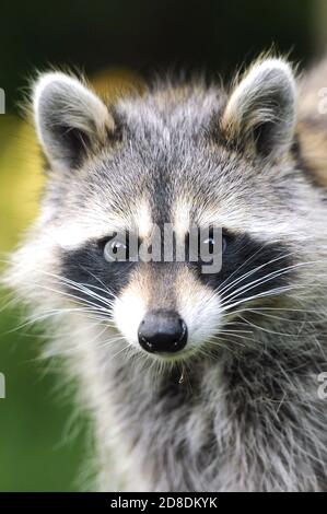 Un ritratto di un raccoon con sfondo bokeh Foto Stock