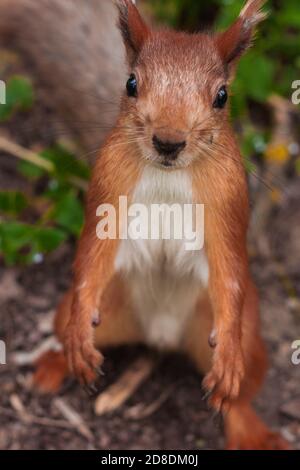 lo scoiattolo arancione si erge sulle gambe posteriori e si diffonde la sua parte anteriore zampe per abbracci Foto Stock