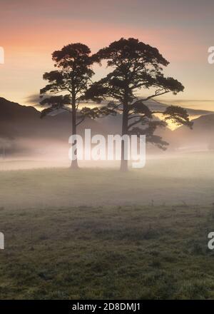 Due alberi di pino all'alba con nebbia di mattina presto in valle. Preso nel Lake District, Regno Unito. Foto Stock