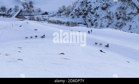Realp, Kanton Uri (UR)/ Svizzera - Gennaio 26 2020: Slitta trainata da cani in pista accanto al villaggio Realp, Furka, Svizzera Foto Stock