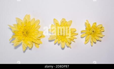 tre fiori di gerbera giallo brillante di diverse dimensioni, da grandi a piccoli, isolati su bianco. minimalista delicato blank design formato banner orizzontale Foto Stock