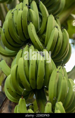 Banana albero con un mazzo di banane grezze verdi Foto Stock