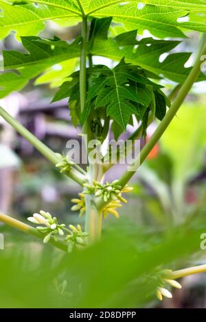 Papaia fiori e boccioli maschi Foto Stock