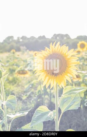 Una foto overwashed di un girasole in un campo di girasole a Willard Missouri, Stati Uniti che fa una grande foto di scorta di sfondo. Foto Stock