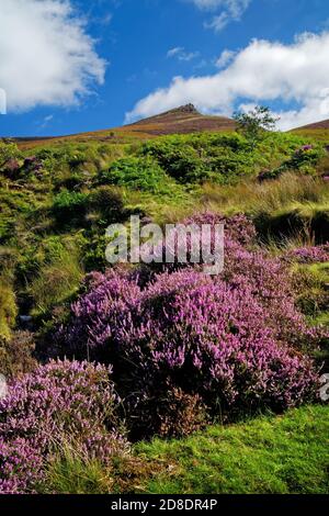 Regno Unito, Derbyshire, Peak District, Edale, Golden Clough guardando verso Ringing Roger Foto Stock