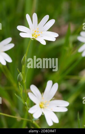 Greater Stitchwort, Stellaria ologea o Rabelera ologea, in boschi, Dumfries & Galloway, Scozia Foto Stock