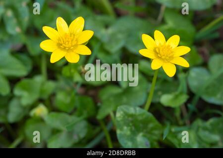 Celandine minore, ficaria verna o Ranunculus ficaria, fiori selvatici in bosco, Dumfries & Galloway, Scozia Foto Stock