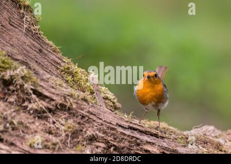 Robin (o European Robin), Erithacus rubecula, Dumfries & Galloway, Scozia Foto Stock