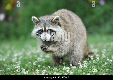 Un raccoon che mangia su un campo di erba Foto Stock