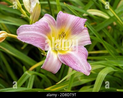 Closeup di un lilla rosa Hemerocallis girasole in un giardino, varietà Catherine Woodbury Foto Stock