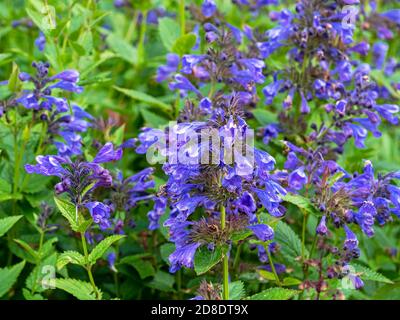 Closeup di fiori blu catming, drago blu Nepeta, in un giardino alla luce del sole Foto Stock