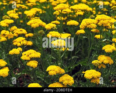 Yarrow giallo brillante, Achillea filipendulina panno d'oro, fiorente in un giardino Foto Stock