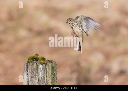 Meadow Pipit, Anthus pratensis, in volo, Dumfries & Galloway, Scozia Foto Stock