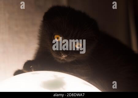 il piccolo cucciolo nero pieno scozzese si trova su una lampada luminosa che assomiglia alla luna. gatto pensivo, luce insolita Foto Stock