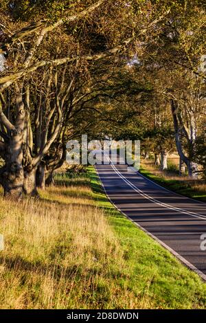 Il Beech Tree Avenue sulla B3082 vicino a Kingston Lacy e Bradbury Rings a Dorset, Inghilterra Foto Stock