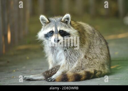 Un vero e proprio raccoon Foto Stock