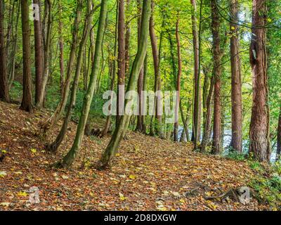 Pini e alberi decidui in autunno nella gola di Nidd Boschi vicino Bilton Harrogate North Yorkshire Inghilterra Foto Stock