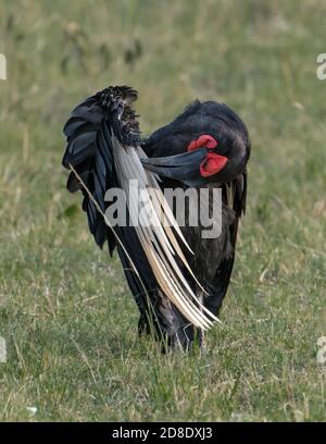 Uccello di fiordo di terra del sud che predisce le sue piume nella prateria di Maasai Mara in Kenia. Foto Stock