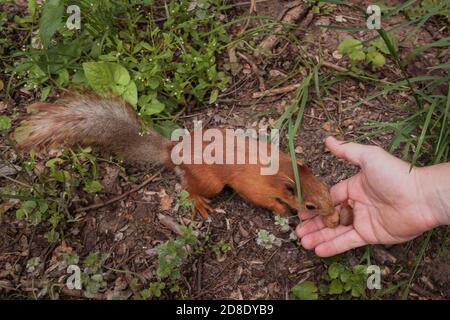 l'uomo alimenta uno scoiattolo con noci nella foresta. lo scoiattolo sceglie la noce più grande dalla palma umana. animali socievoli e amichevoli nel parco cittadino. primo piano Foto Stock