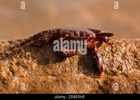 il granchio si trova sulla cima di una grande pietra gialla vicino al mare. luce arancione tramonto. primo piano. biologia, cancerologia Foto Stock