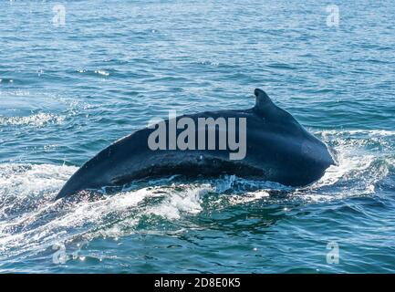 Mighty Humpback Whale (Megaptera novaeangliae) visto dalla barca vicino a Husavik, Islanda Foto Stock