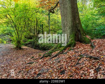 Foglie cadute sotto un albero in Bilton Beck Woods dentro La gola di Nidd vicino a Bilton Harrogate North Yorkshire Inghilterra Foto Stock