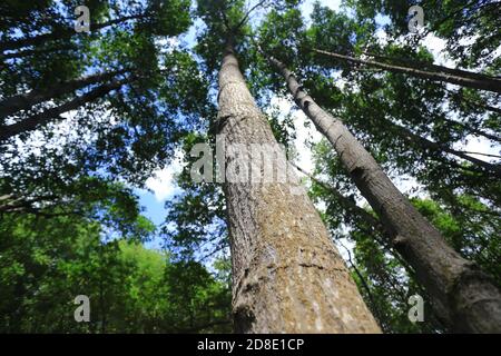 Una foresta di mangrovie sano cresce lungo il bordo di un'isola nel Mare delle Andamane. Le mangrovie sono ecologicamente importanti, proteggendo la barriera corallina e la terra Foto Stock