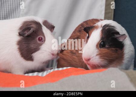 Un paio di cavie in un ambiente accogliente casa. Primo piano ritratto interno di un bel cucciolo. Animale domestico di roditore senza pretese. Cavia carina. Cavia con occhi rossi. Foto Stock