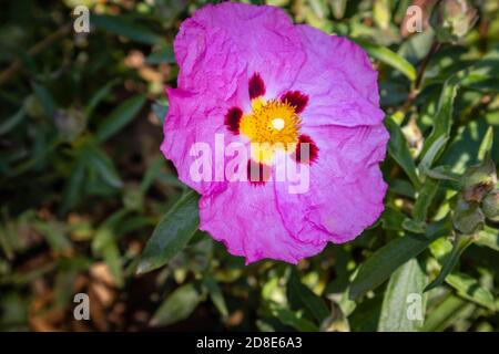 Vista ravvicinata di un rosa / viola Cistus Purpureus (rosa di roccia) fioritura, un arbusto sempreverde forte che cresce in un giardino in tarda primavera / inizio estate Foto Stock