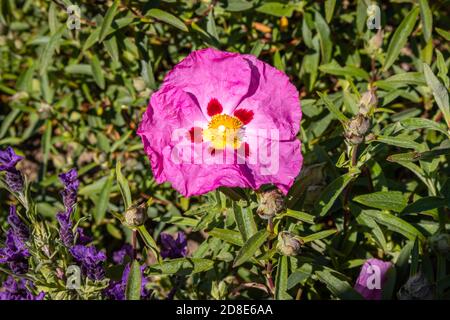 Vista ravvicinata di un rosa / viola Cistus Purpureus (rosa di roccia) fioritura, un arbusto sempreverde forte che cresce in un giardino in tarda primavera / inizio estate Foto Stock